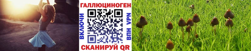 Купить  Серов  Псилоцибиновые грибы GOLDEN TEACHER 